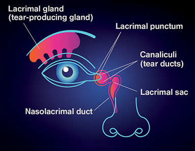 EST-Eye-Illustration.jpg