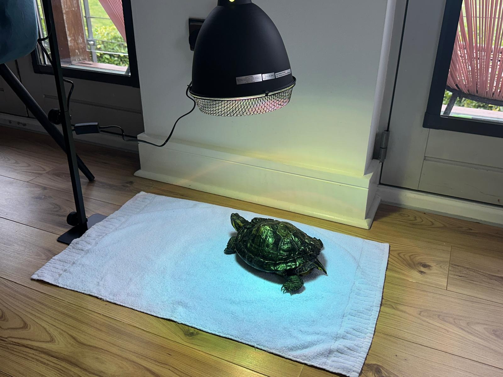 Turtle-Basking-light-red-eared-slider.jpeg