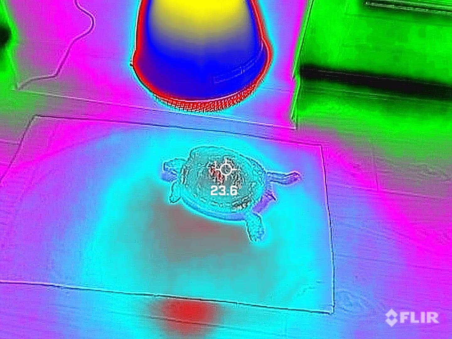 Turtle-FLIR-One-Edge-Pro-thermal.jpeg