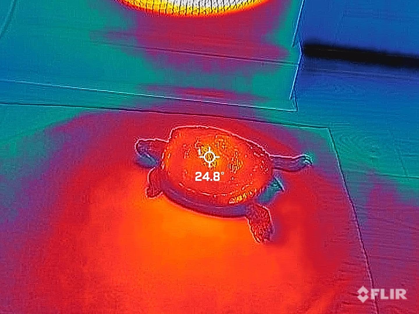 Turtle-FLIR-thermal-camera-basking.jpeg